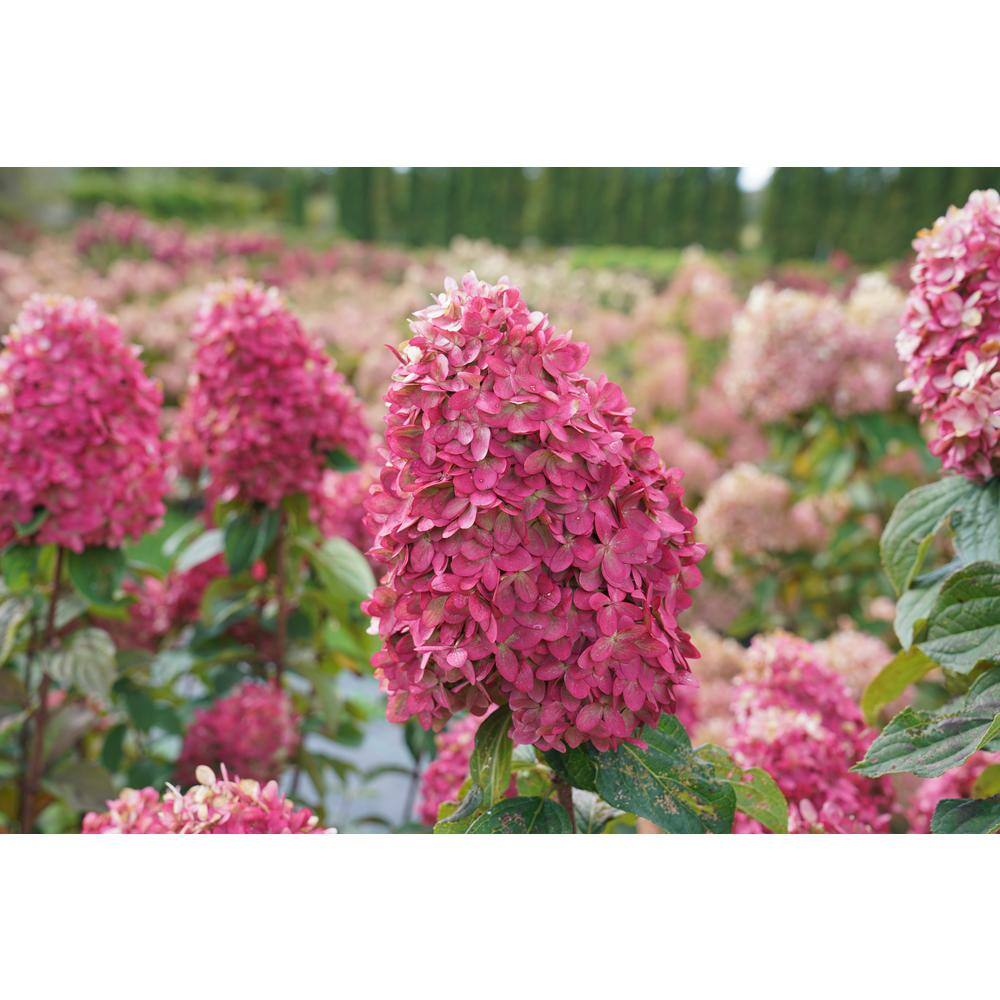 PROVEN WINNERS 3 Gal. Limelight Prime Hydrangea (Arborescens) Live Shrub Green and Pink Flowers 11194