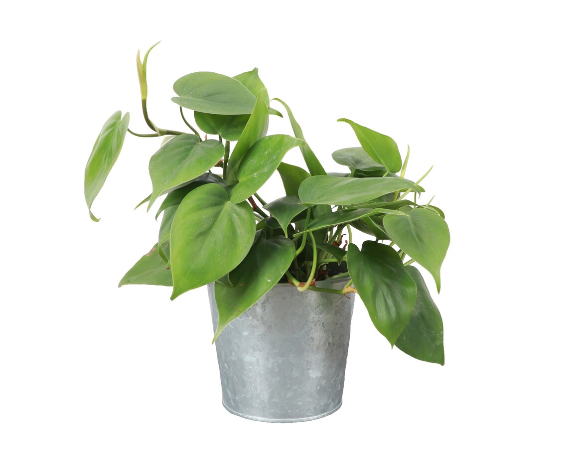 Live Green Heartleaf Philodendron Plant - 4