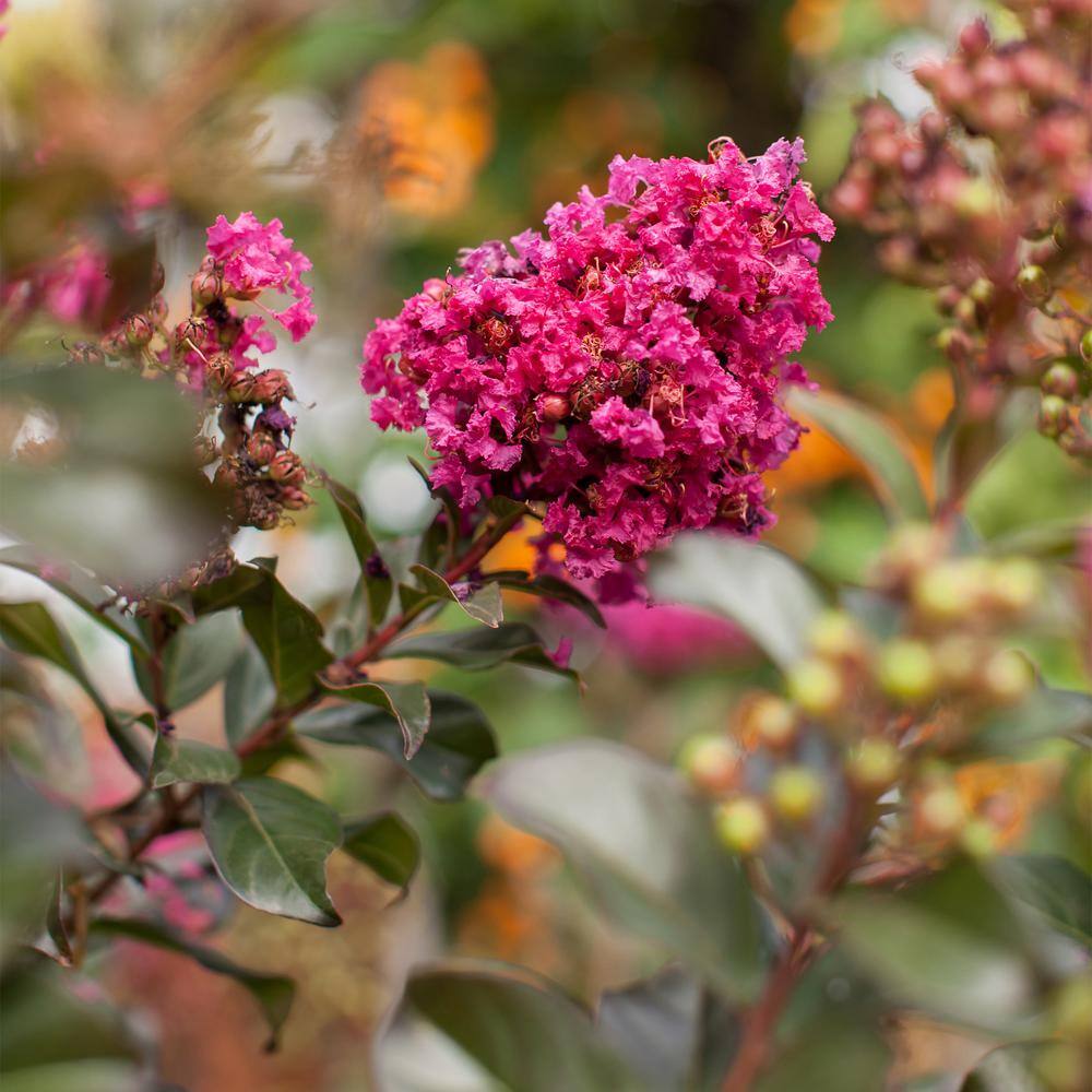 FIRST EDITIONS 2 Gal. Plum Magic Crape Myrtle Flowering Shrub with Fuschia Pink Flowers 14845