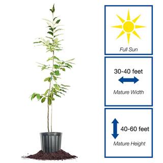 Perfect Plants American Hybrid Chestnut Tree 1 Gal. Growers Pot Deciduous Chestnut Tree THD-AHChsnut-1G