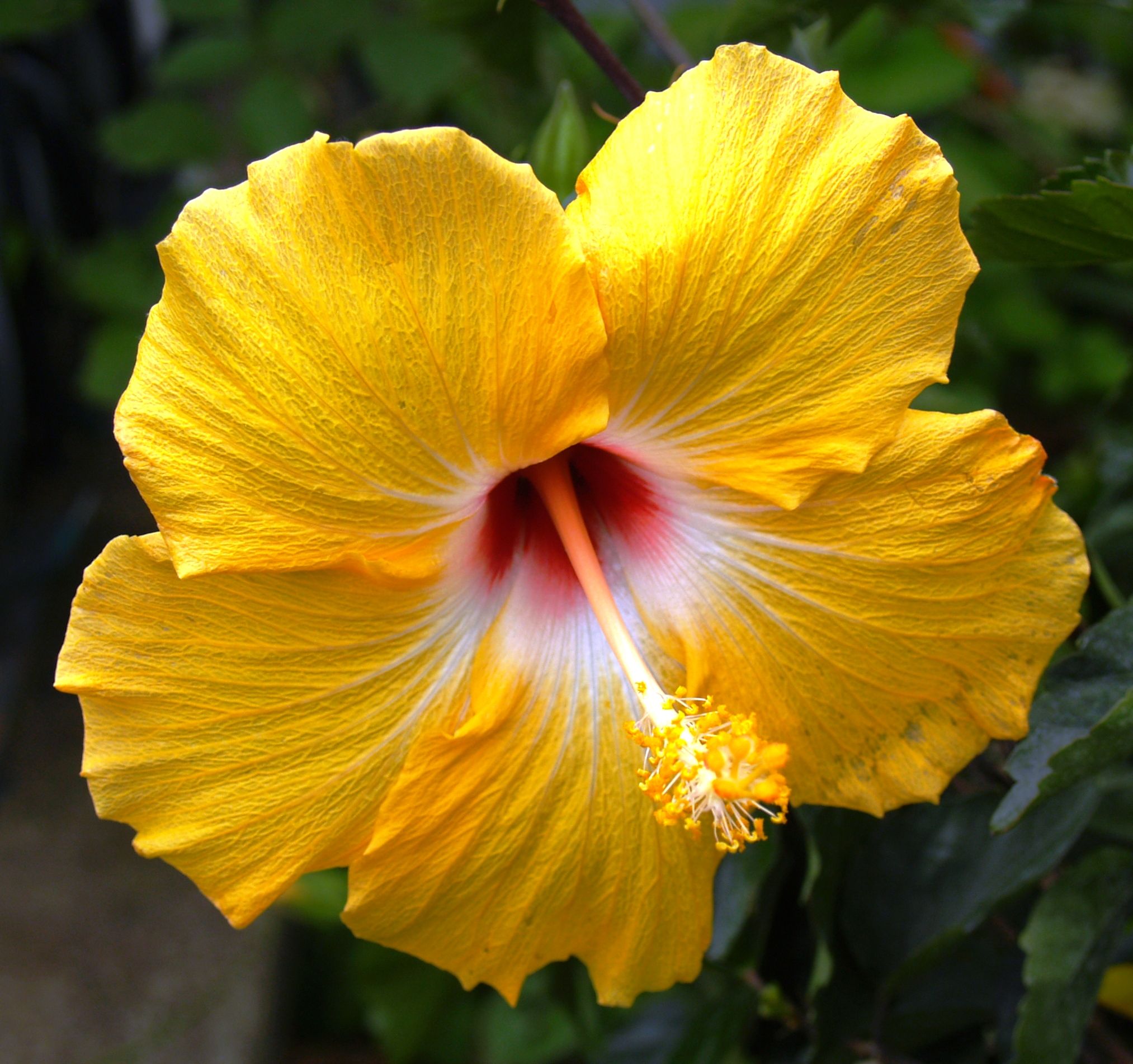 Hibiscus Sunset Yellow Tree - Live Plant in a 3 Gallon Pot - Hibiscus Rosa Sinensis 'Sunset Yellow' - Beautiful and Stunning Flowering Shrub from Florida