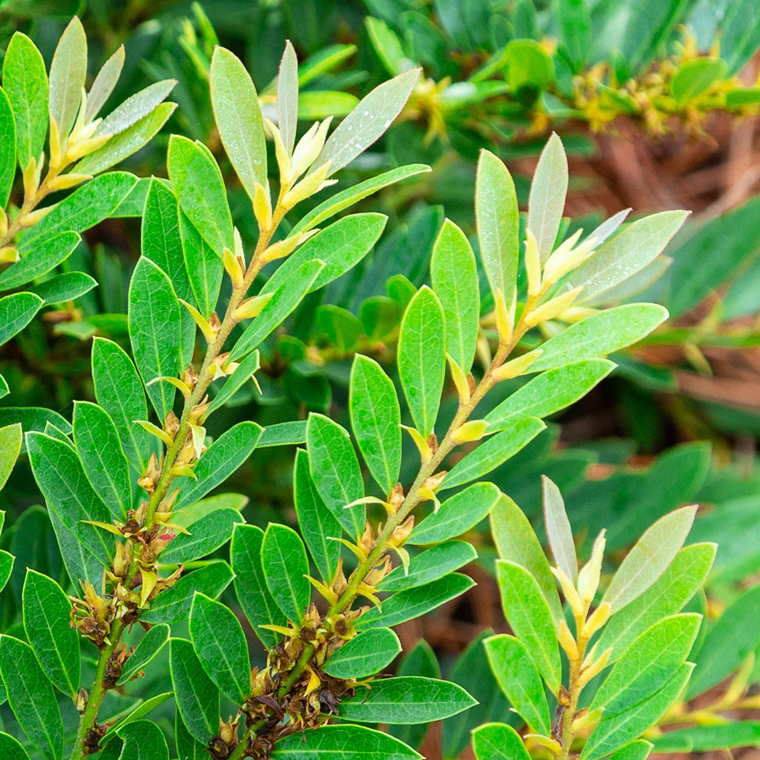 Bayou Bliss Distylium (2 Gallon) Flowering Evergreen Shrub with Petite Red Blooms - Full Sun to Part Shade Live Outdoor Plant - Southern Living Plant Collection