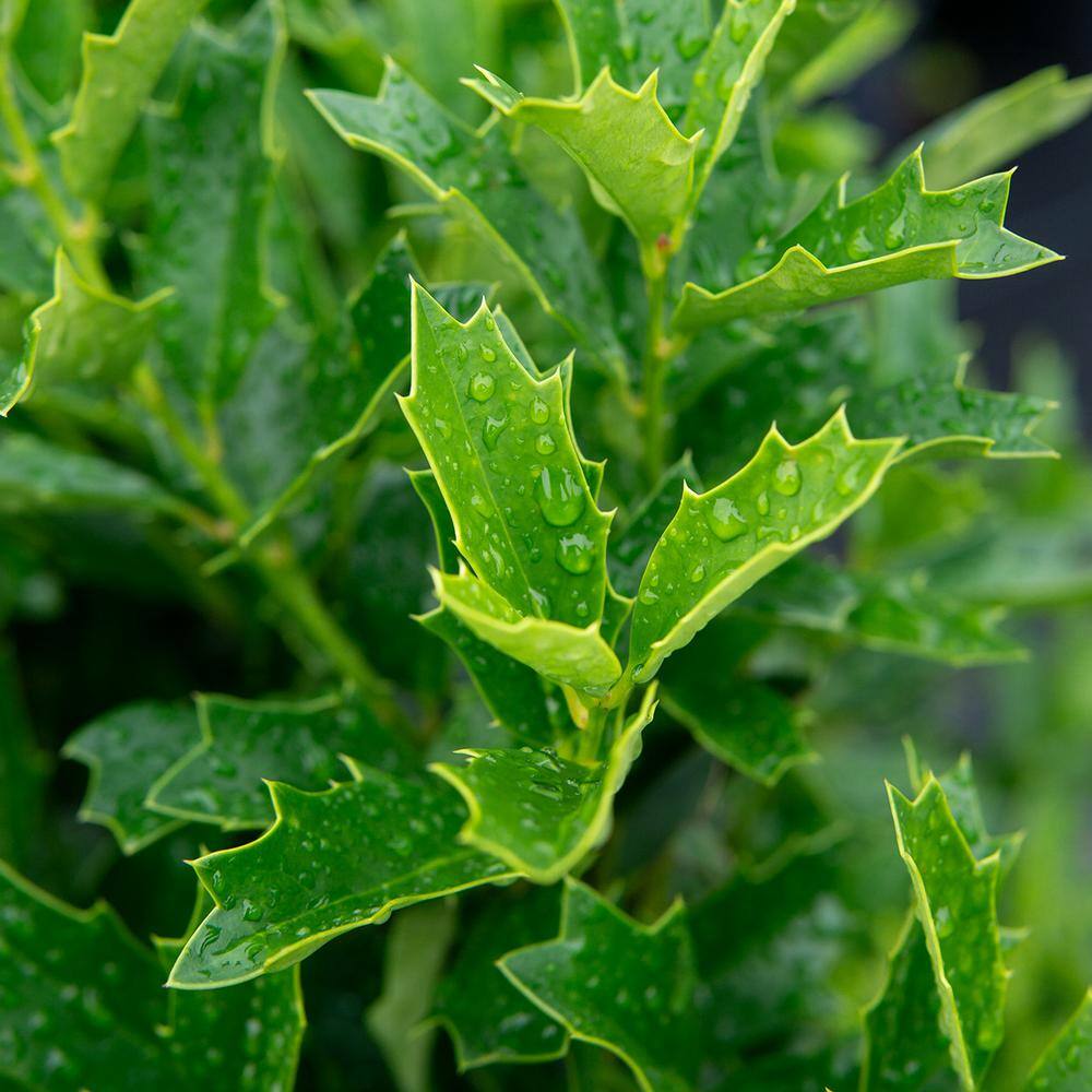 Perfect Plants 3-4 ft. Tall Oak Leaf Holly Tree in Grower's Pot Mature Holly THD00540
