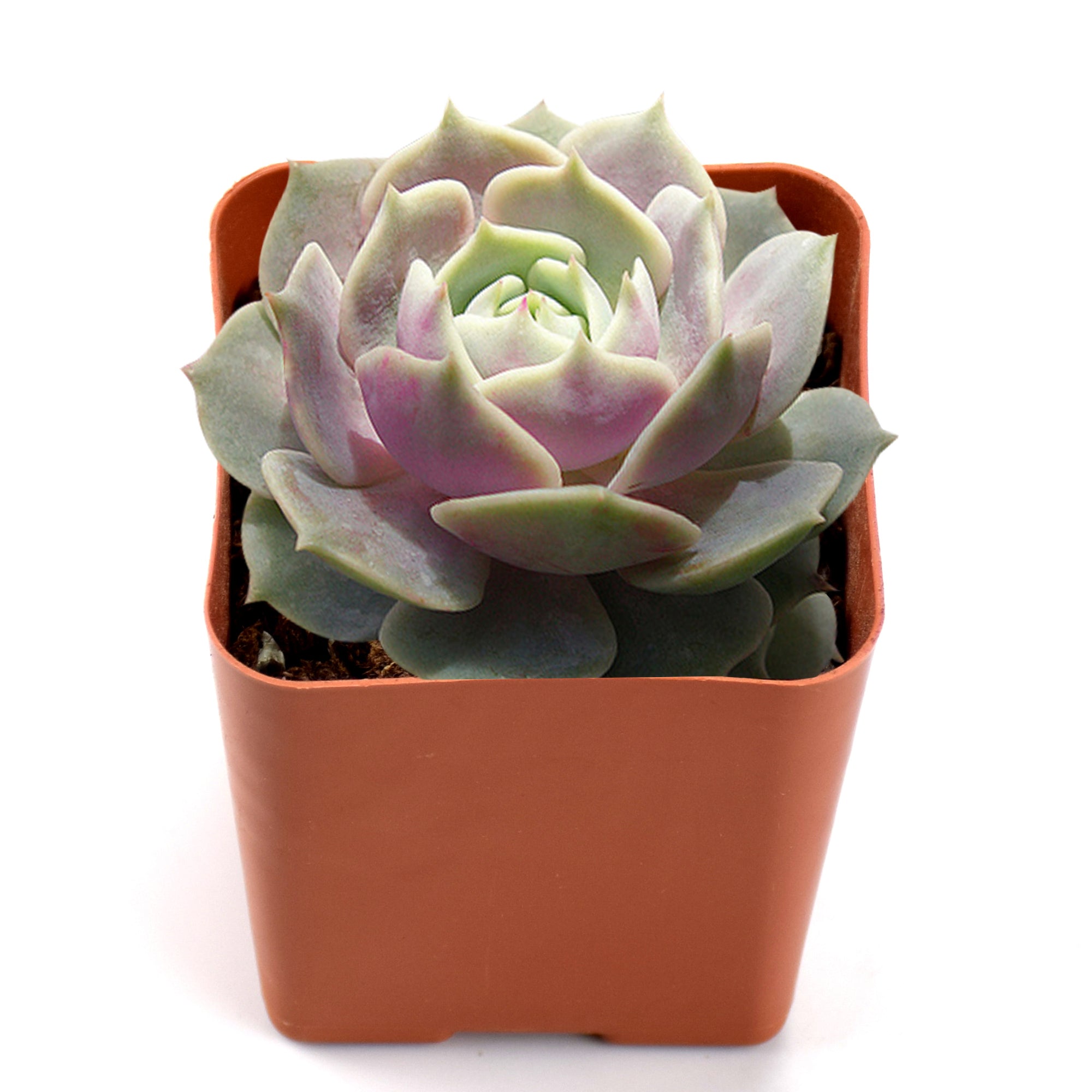 Succulent Live Plant - Echeveria Lola - Home Garden Rare Plant in 2” Planter