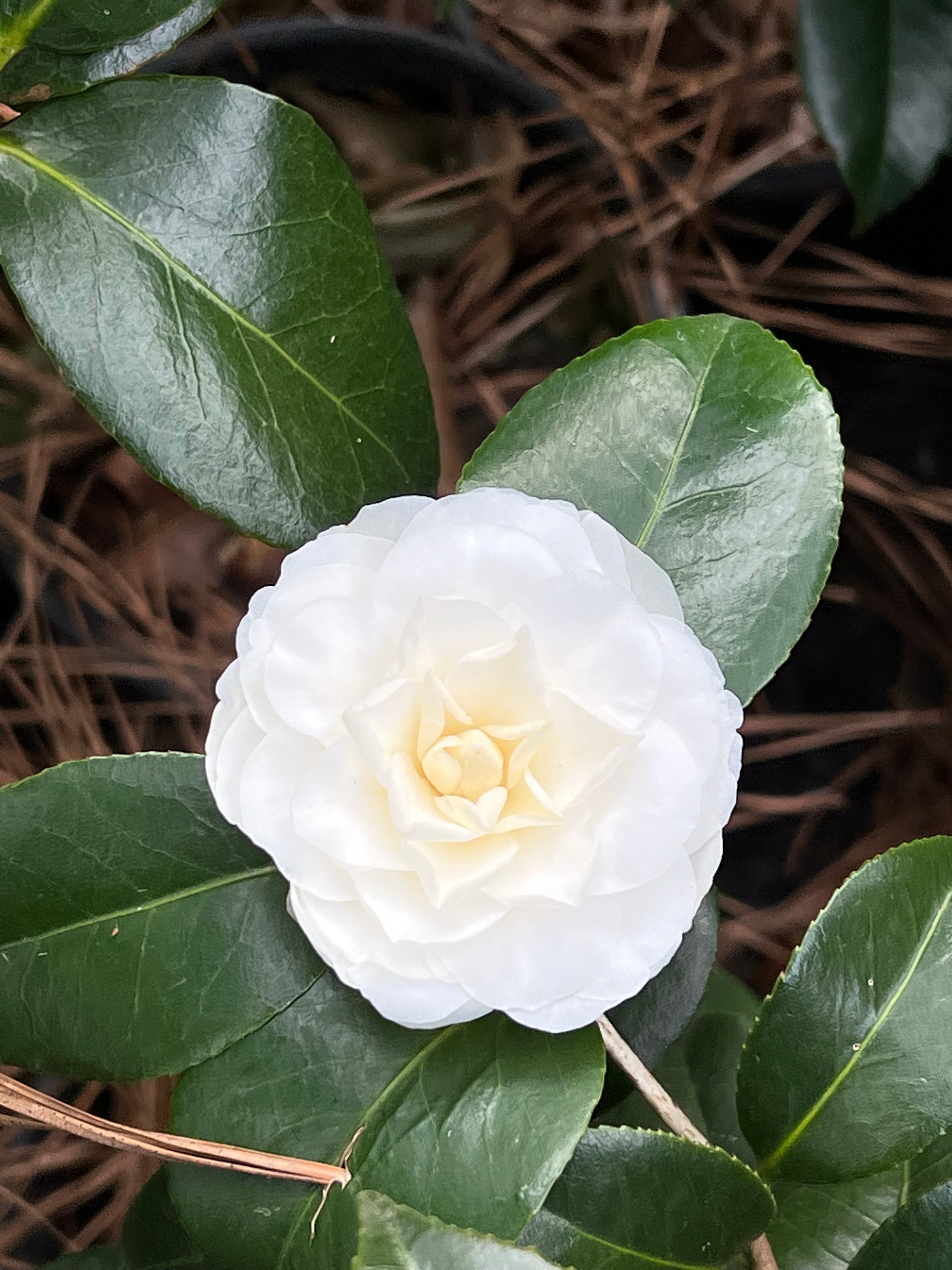 White By The Gate Camellia