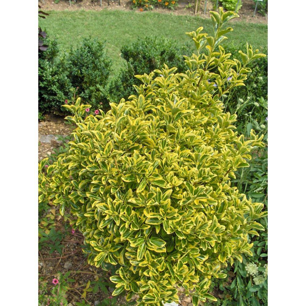 2.25 Gal. Golden Euonymus Live Shrub with Yellow-Green Marbled Foliage