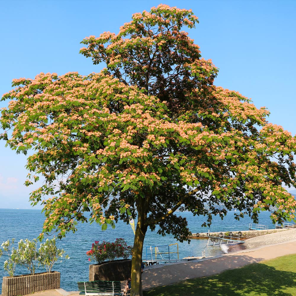 Cold Hardy Mimosa Tree