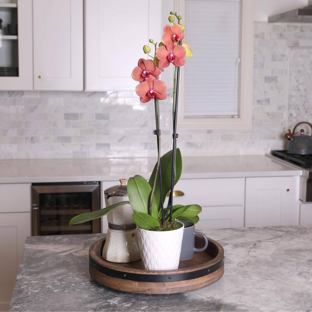 Just Add Ice Premium Orchid (Phalaenopsis) Salmon Plant in 5 in. White Ceramic Pottery J5017