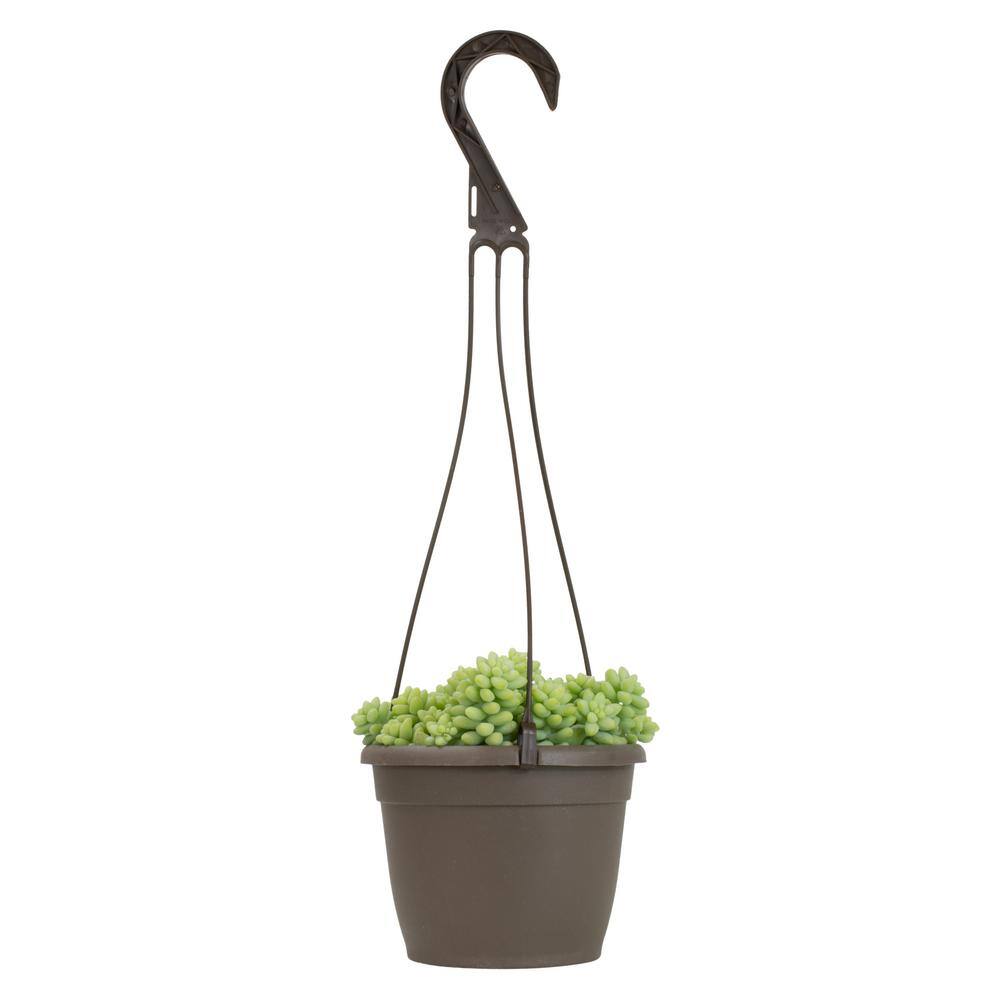 SMART PLANET 6 in. Sedum Burrito Hanging Basket Plant 0880063