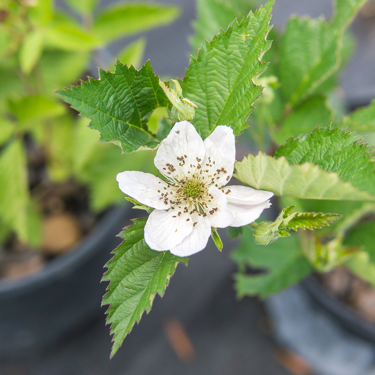 1 Gal. Ouachita Blackberry Bush - Thornless - Sweet Fruit