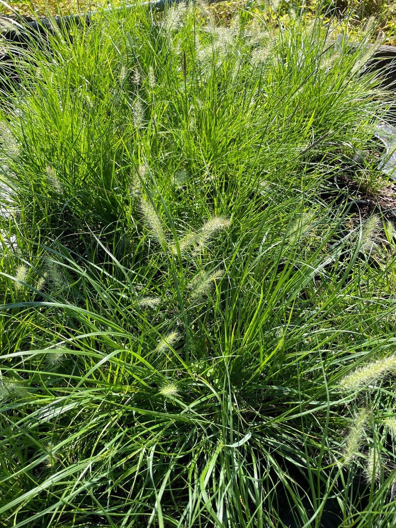 Little Bunny Grass Pennisetum Miniature Fountain Grass in a 1 Gallon Pot