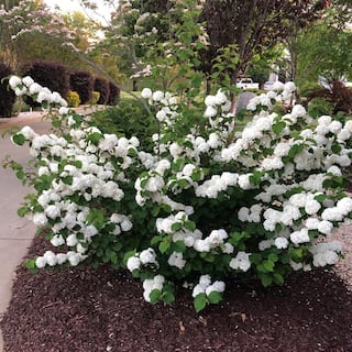 FIRST EDITIONS 2 Gal. Opening Day Doublefile Viburnum Live Shrub with Bright White Flowers 17542