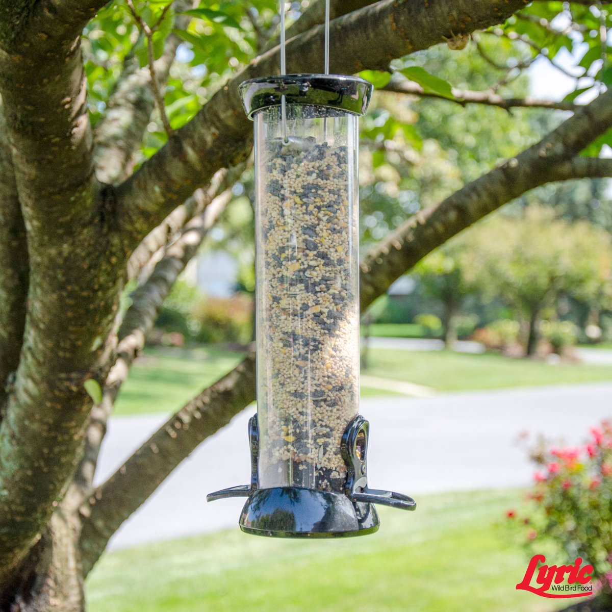 Lyric Wild Bird Food