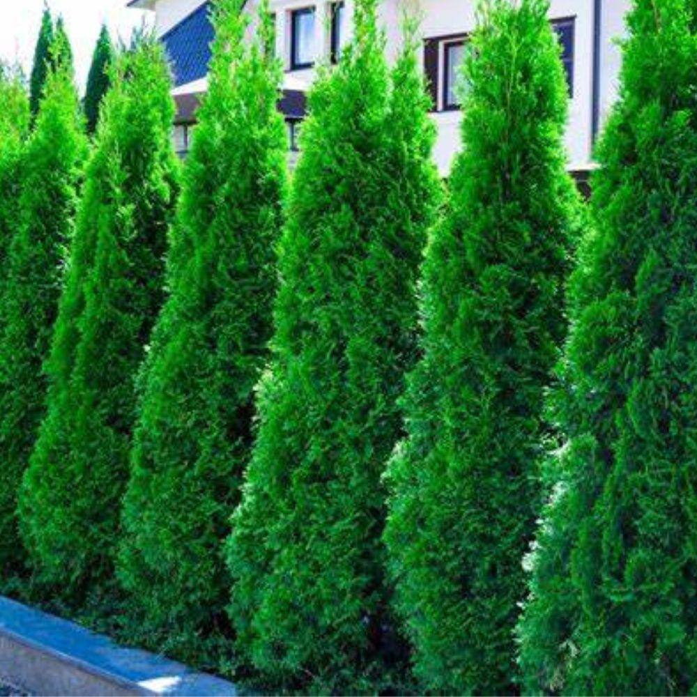3 Gal. American Pillar Thuja Evergreen Tree THUAMP03G