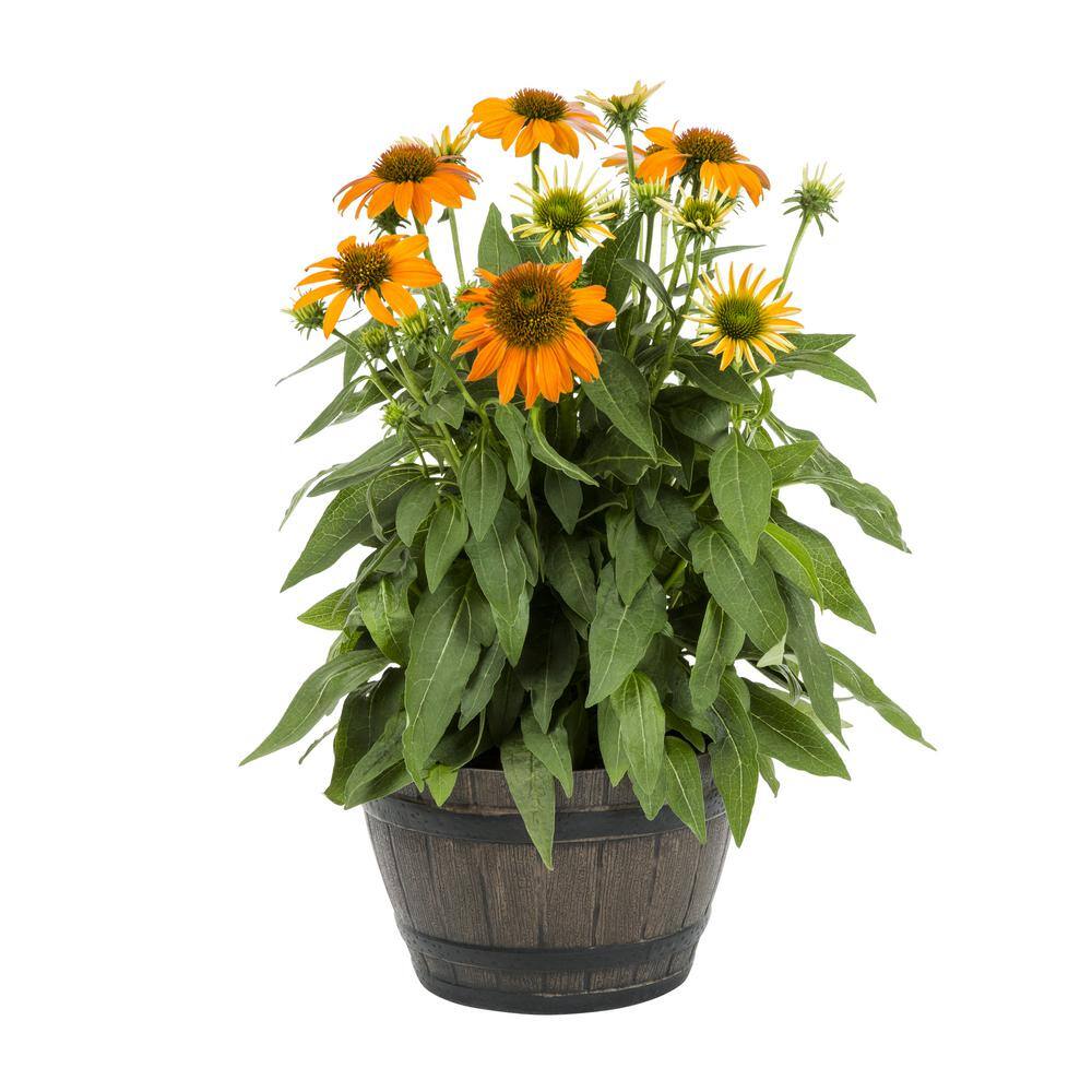 METROLINA GREENHOUSES 1 Gal. Sombrero Adobe Orange Cone Flower Napa Barrel Planter Perennial Plant 54990