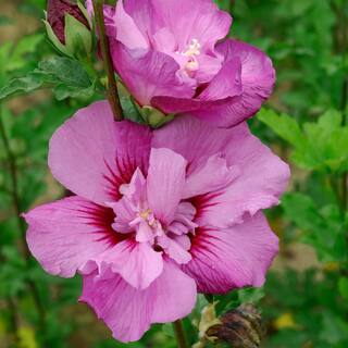 national PLANT NETWORK 2 Gal. Hibiscus Tahiti Tree with Pink Blooms (1-Plant) HD1342