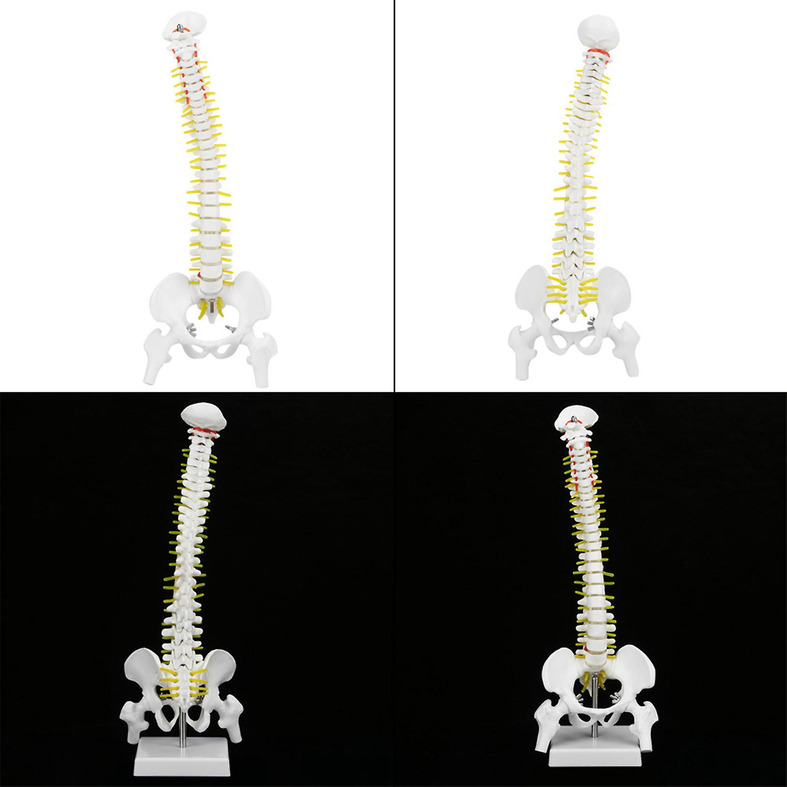 38cm Removable Flexible Human Spine Model For Skeleton Anatomy Study Teaching