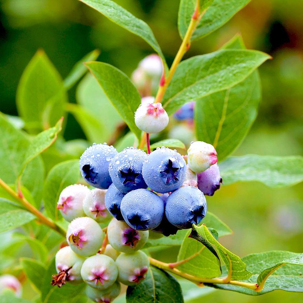 5 Gal. Bonus Nothern Highbush Blueberry Tree BLUBON05G