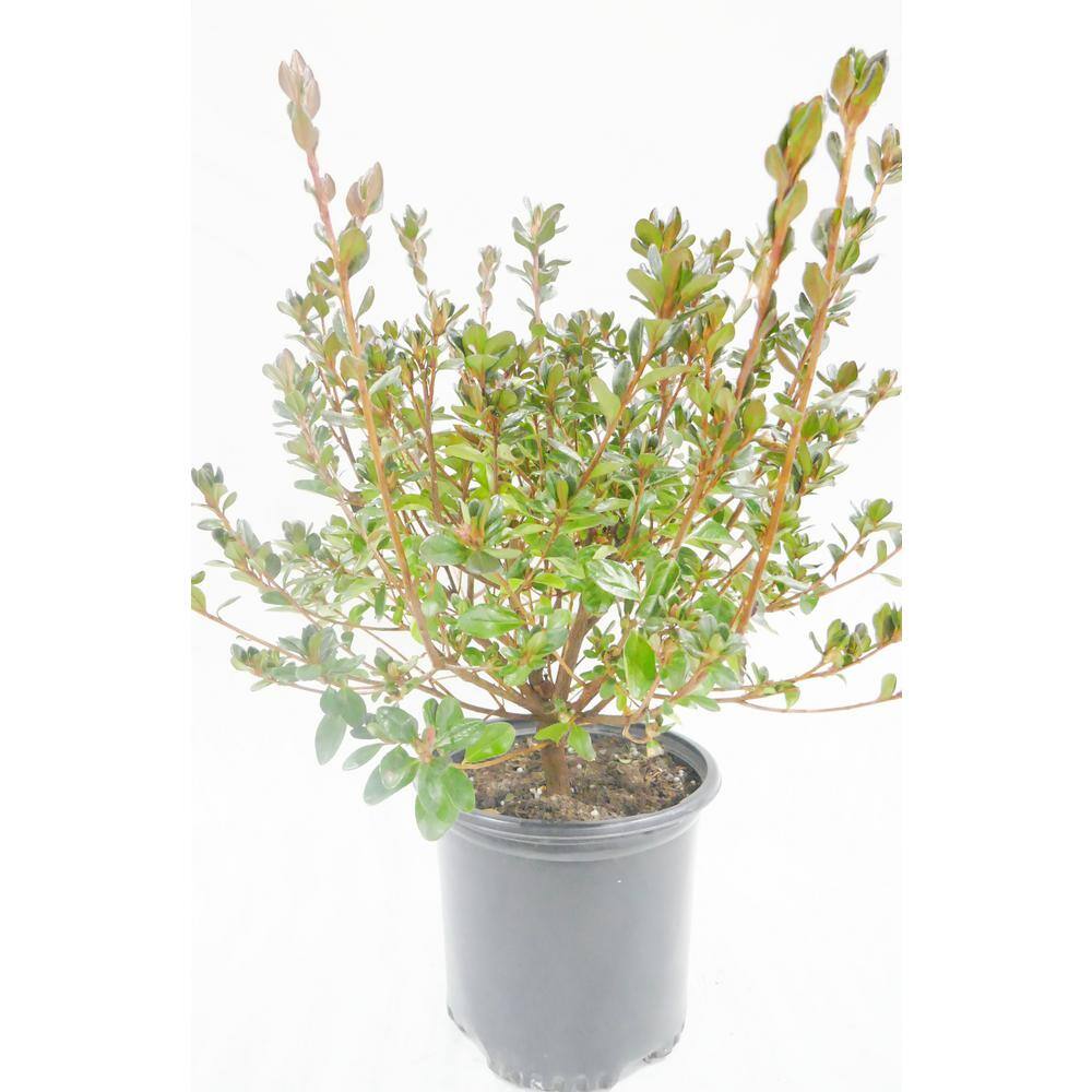 BELL NURSERY 1 Gal. Stewartstonian Azalea Live Evergreen Shrub Orange-Red Flowers (3-Pack) AZLEA1STE3PK