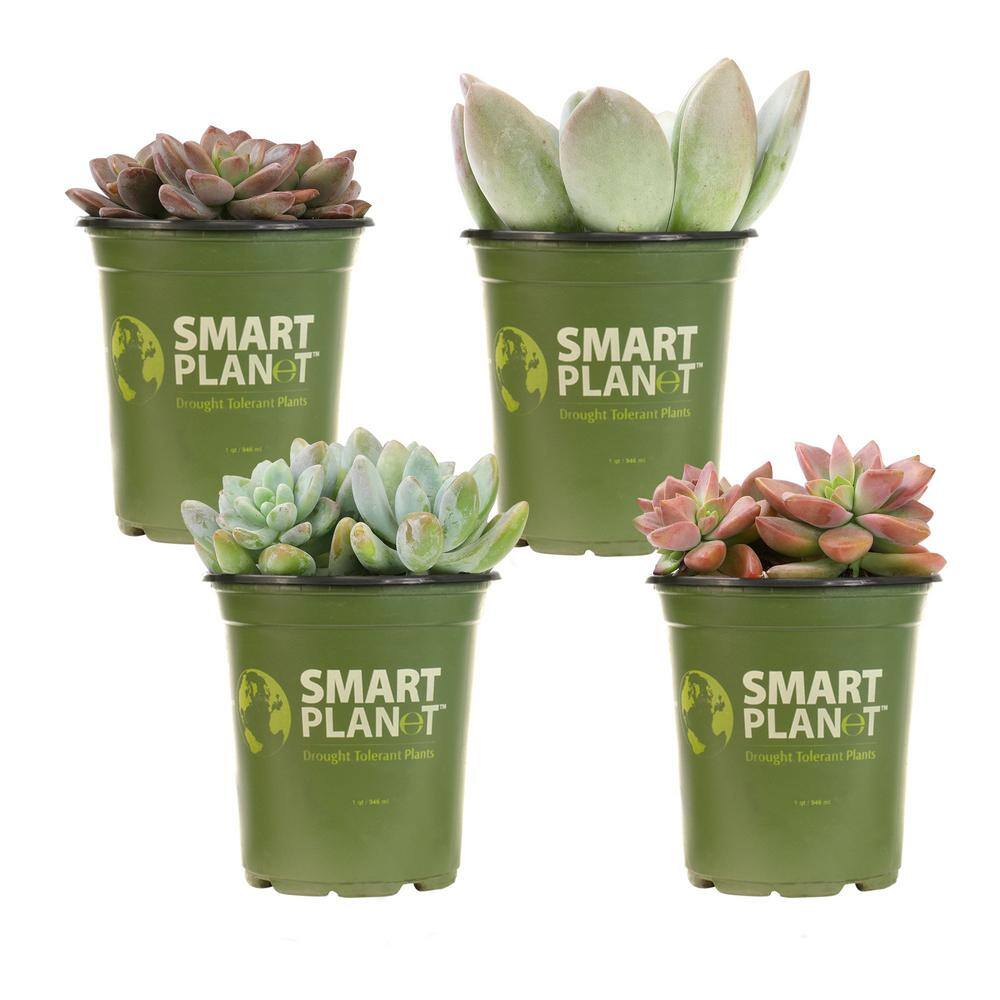 SMART PLANET 1 qt. Graptosedum Assorted Succulents (4-Pack) 0872635