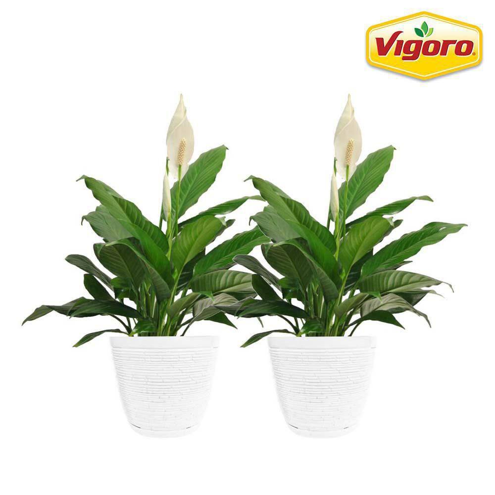 Vigoro Peace Lily Indoor Plant in 6 in. White Ribbed Plastic Décor Planter Avg. Shipping Height 1-2 ft. Tall (2-Pack) CO.SY06.3.VI.WH