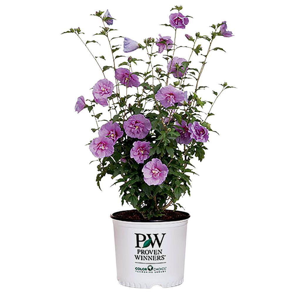 PROVEN WINNERS 2 Gal. Dark Lavender Chiffon Rose of Sharon (Hibiscus) Plant with Lavender Flowers 14481