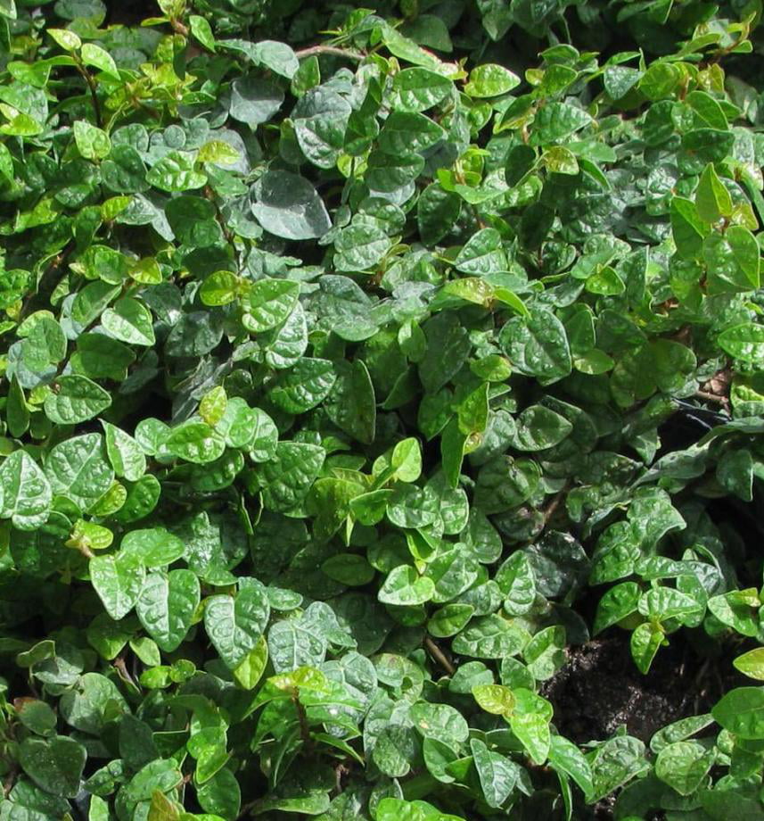 Classy Groundcovers - Creeping Fig Fig Vine， Fig Ivy， Climbing Fig， Creeping Rubber Plant {25 Pots - 3 1/2 inch Square}