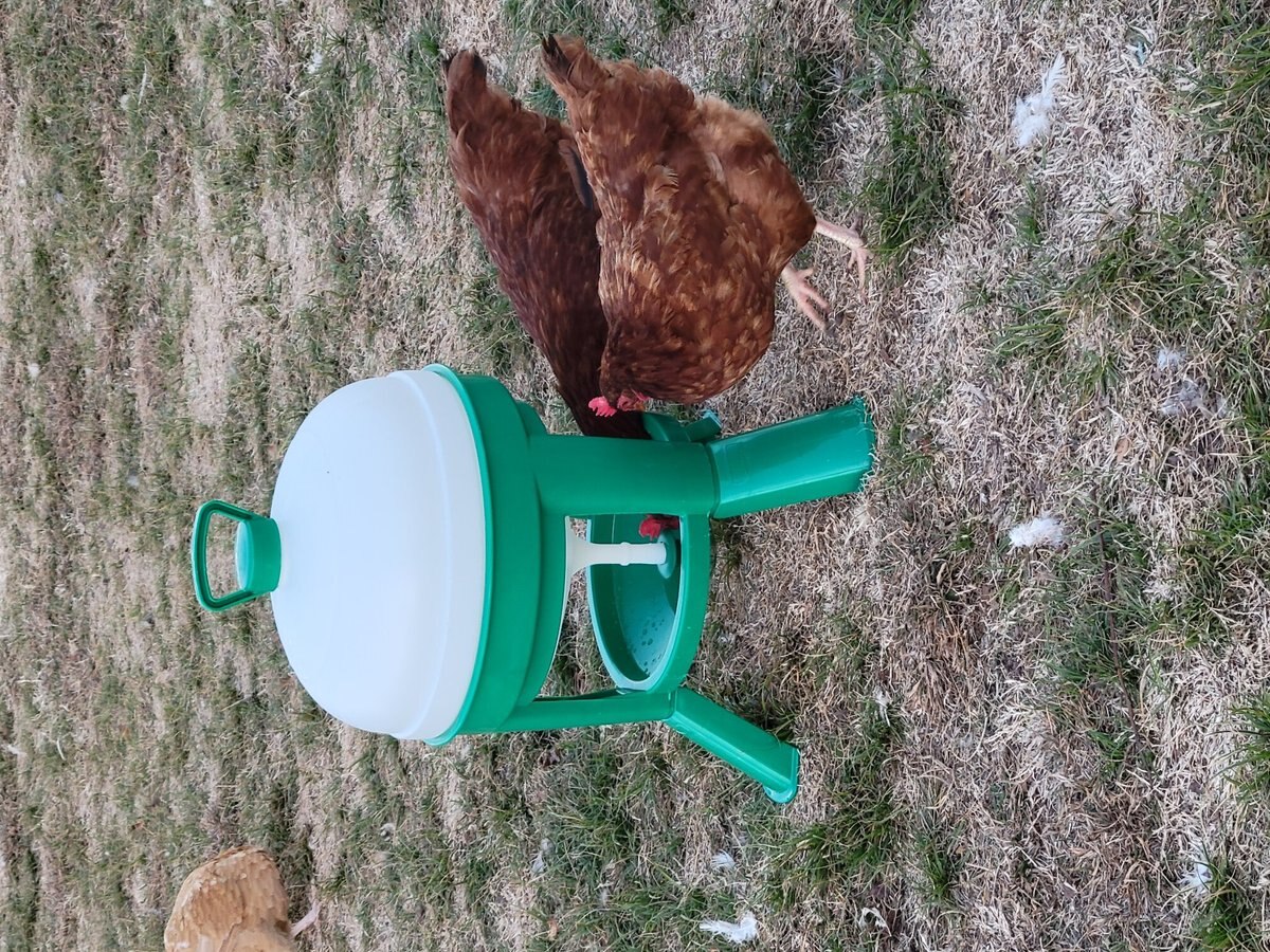 My Favorite Chicken Siphon Poultry Drinker， 5.2-gal