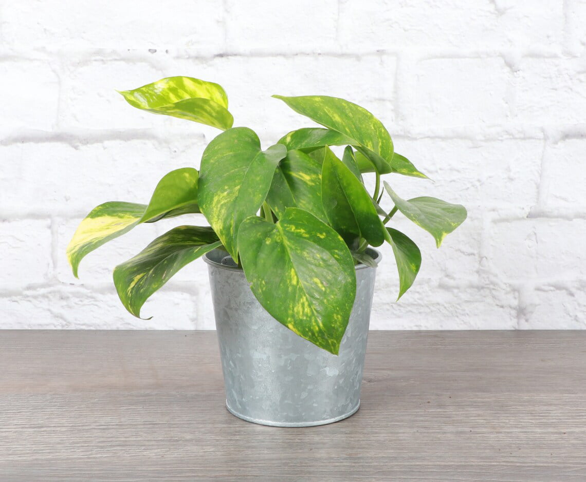 Live Golden Pothos Plant - 4