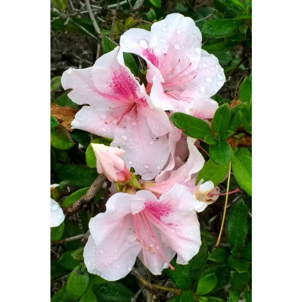 ENCORE AZALEA 3 Gal. Encore Autumn Chiffon Azalea Shrub with Bi-Color Pink Reblooming Flowers 10184