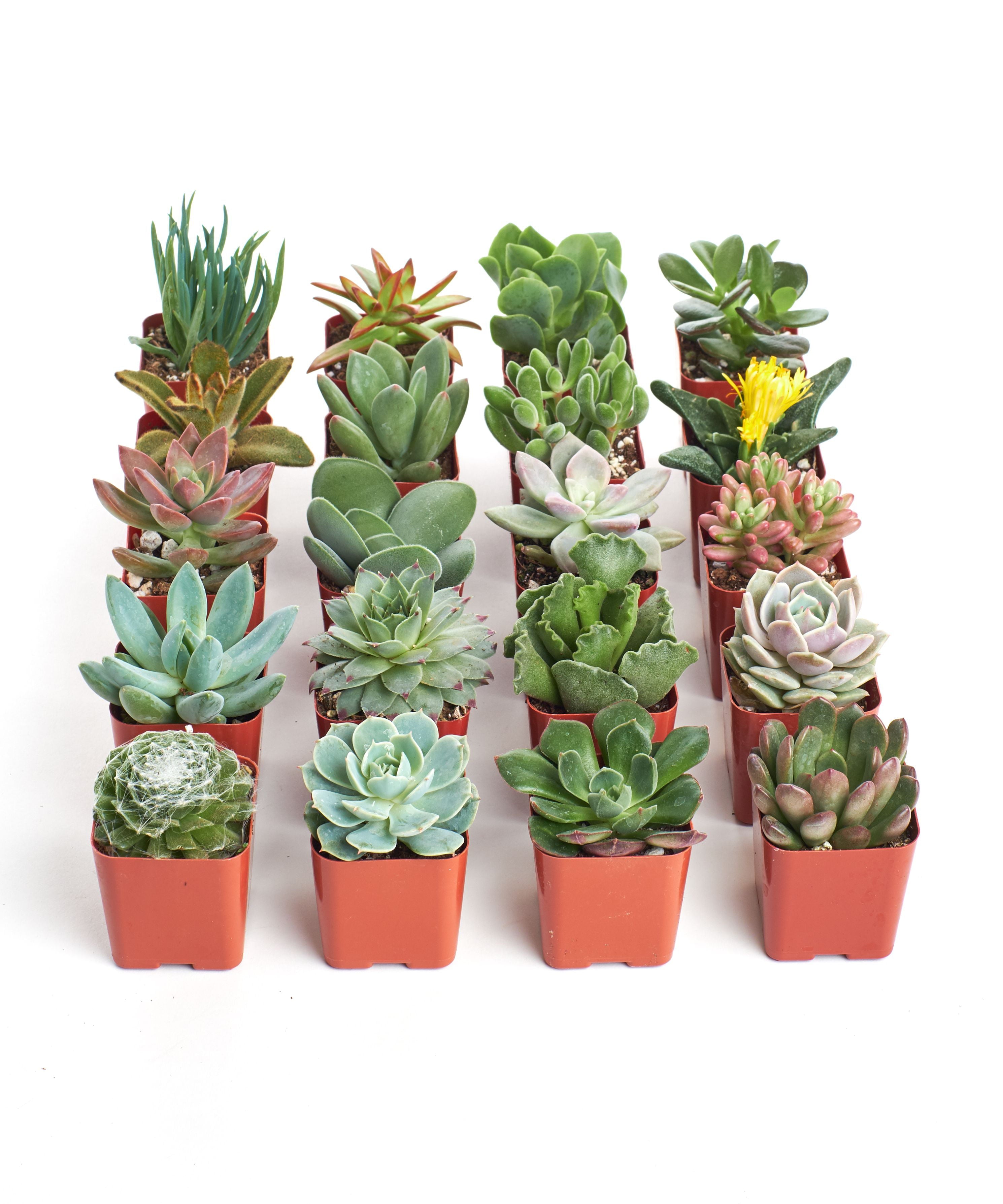 2 Inch Unique Succulent Collection (20 Pack)