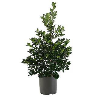 7 Gal. Nellie R. Stevens Holly Shrub with Dark Green Foliage 15820