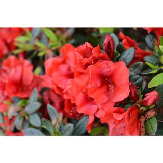 Vigoro 2 Gal. Echo Rojo Azalea Shrub with Dark Red Reblooming Flowers 10351