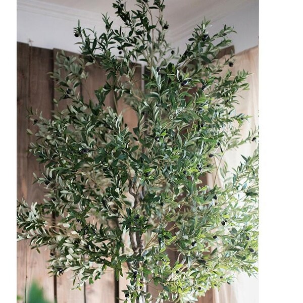 RusticReach Extra Large Tall Olive Tree 118 Tall