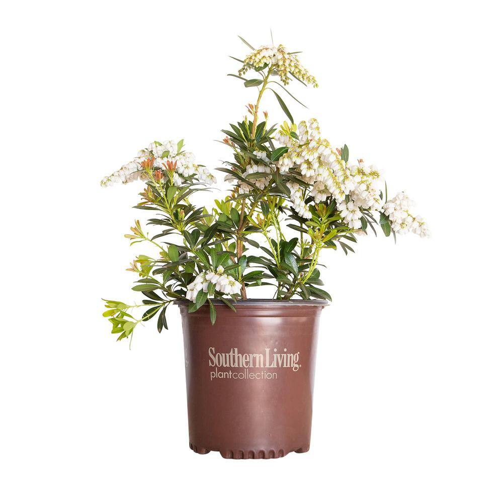 SOUTHERN LIVING 2 Gal. Mountain Snow Pieris Evergreen Shrub Clusters of Small Bell-shaped White Blooms 46962