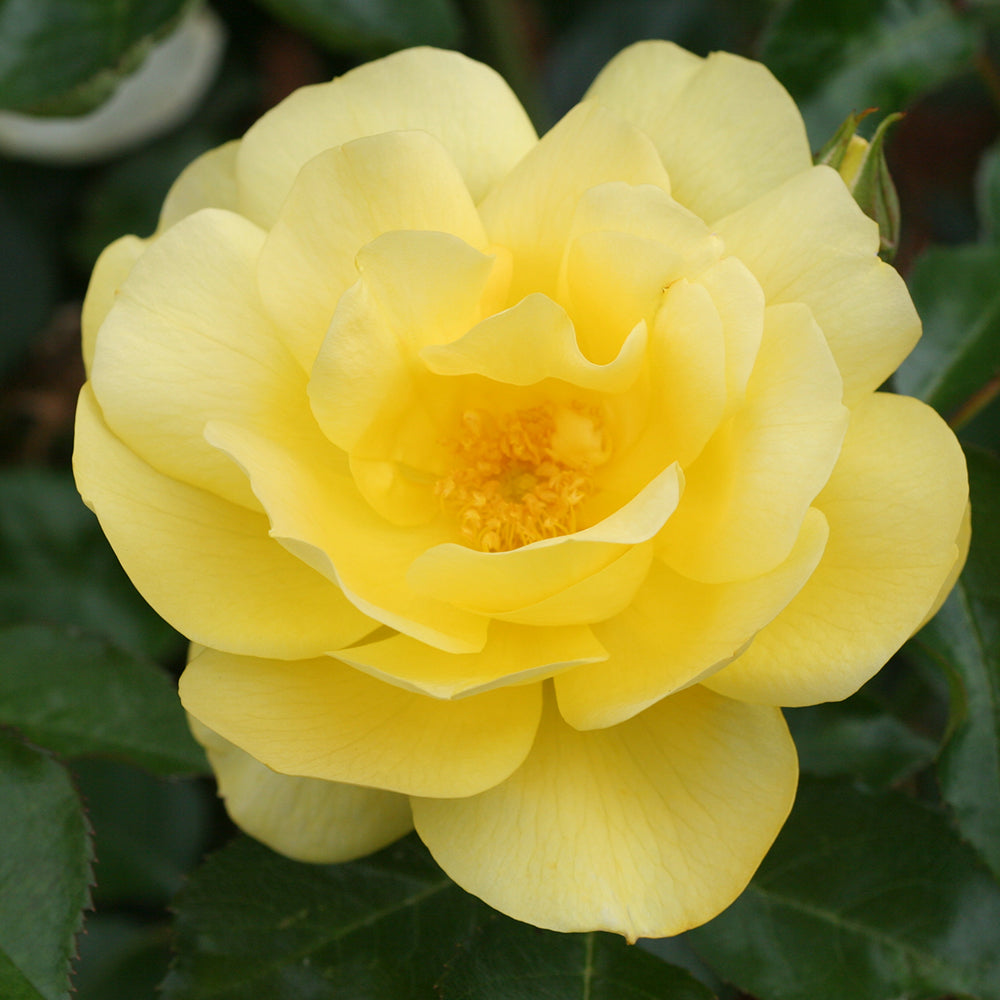 Heirloom Roses Shrub Rose Bush - The Morning Has Broken™ Live Plant ， Fragrant Plants For Outdoors ， Yellow Own Root Bushes For Planting ， One Gallon Potted Outdoor Flowers