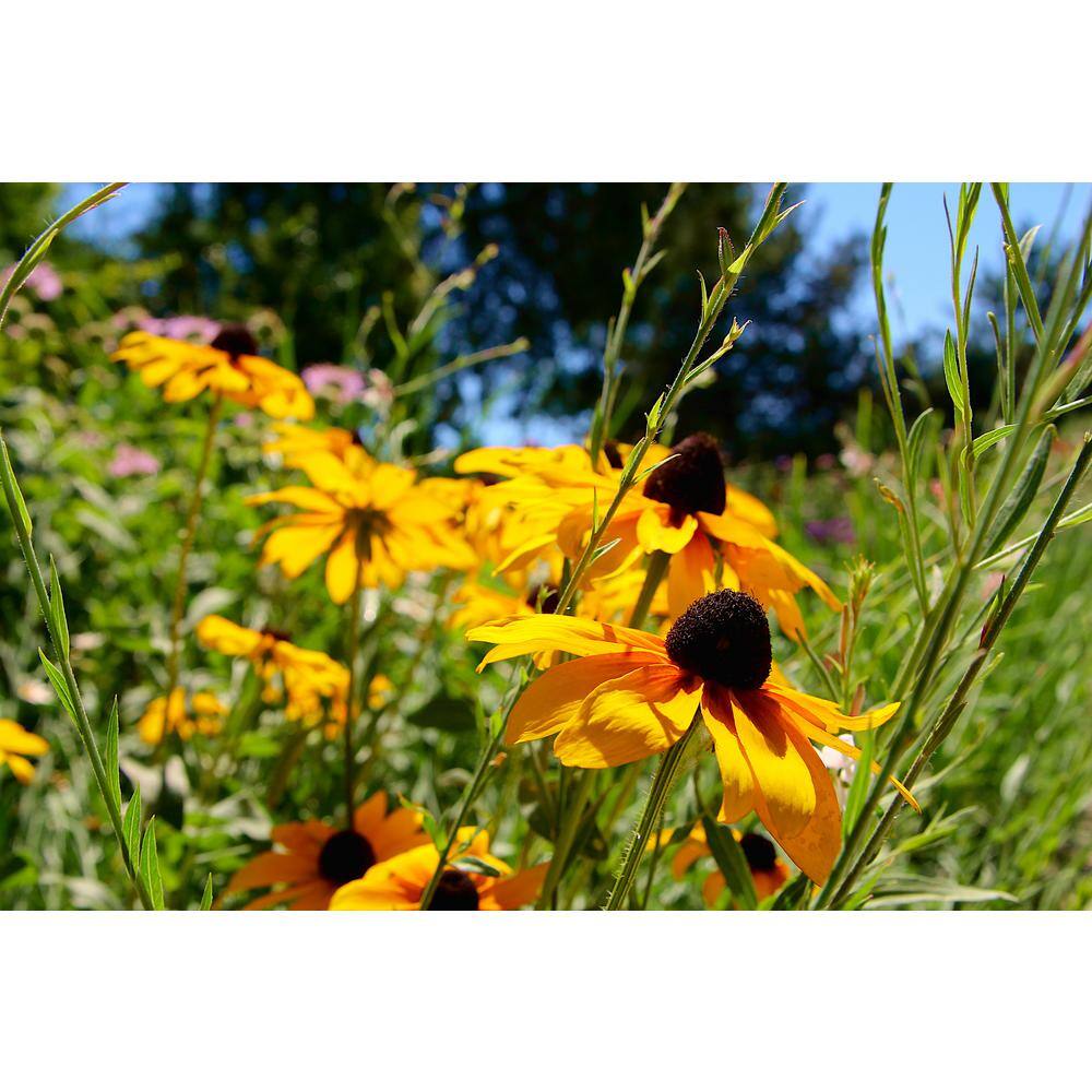 BELL NURSERY 2.5 Qt. 'Goldsturm' Black-Eyed Susan (Rudbeckia) Live Potted Perennial Plant with Golden Yellow Flowers (1-Pack) BESUS1YLW1PK