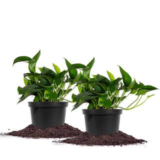 Perfect Plants Golden Pothos Devils Ivy Plant in 6 in. Grower's Pot (2-Pack) THD00403