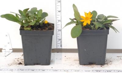 Classy Groundcovers - Coreopsis 'Nana' Tickseed， Mouse-eared Coreopsis， Dwarf Eared Coreopsis {25 Pots - 3 1/2 inch Square}