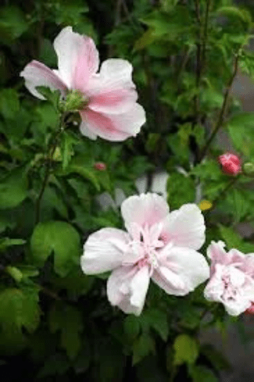 Rose Of Sharon (Althea) in 2.5 inch pot