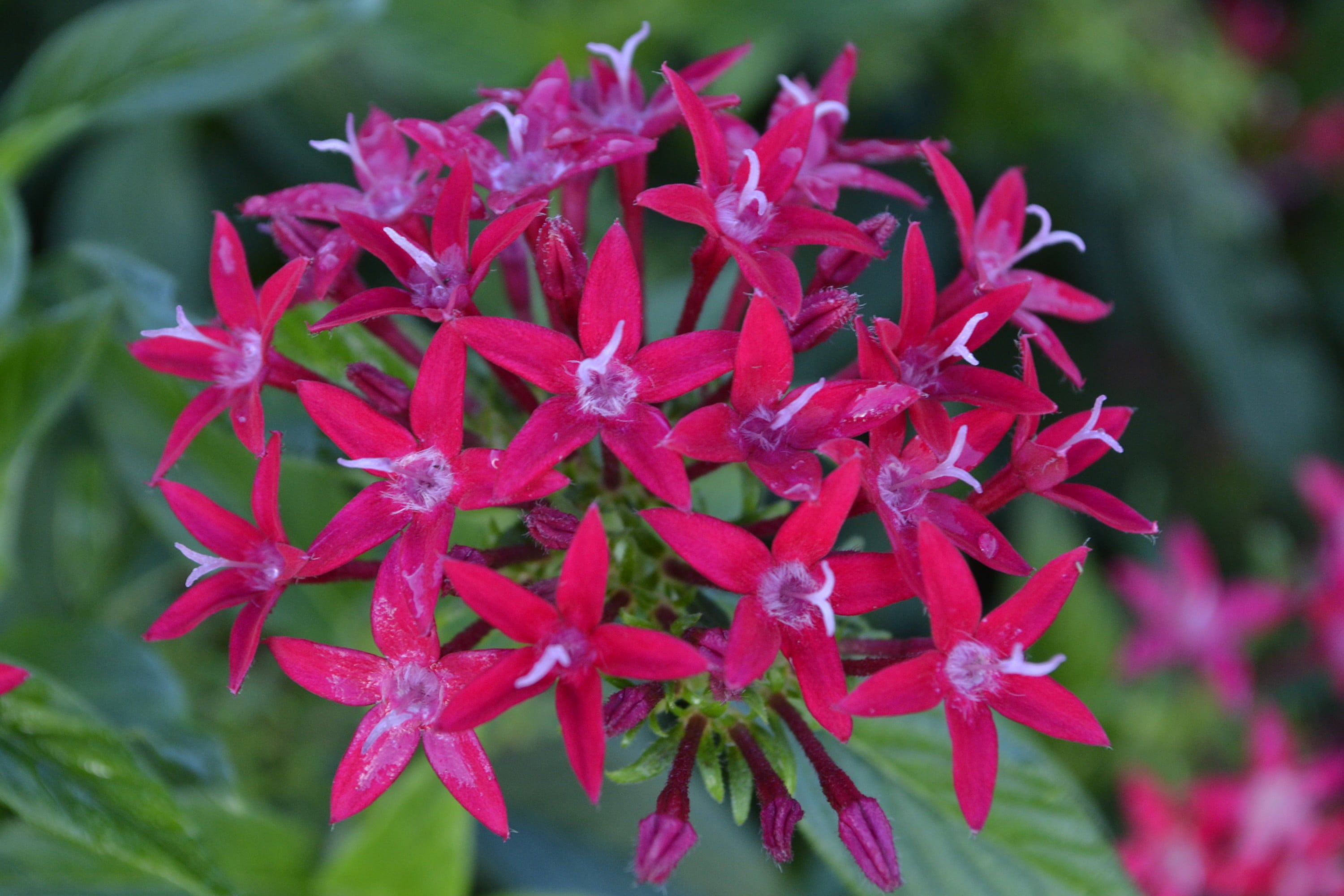 Costa Farms  Live Outdoor 11in. Tall Purple Pentas; Full Sun Outdoors Plant in 4.5in. Grower Pot， 4-Pack