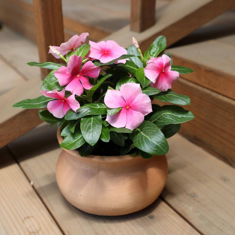 ALTMAN PLANTS 1-Gallon Vinca Plant Pink Flowers (Single) 0881452