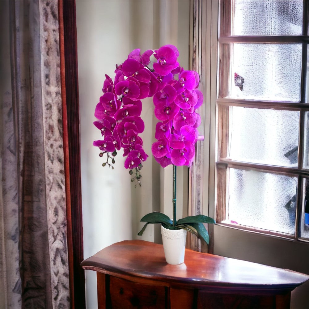 Gorgeous Fucshia Orchid with 22 Flowers in Conical Pot