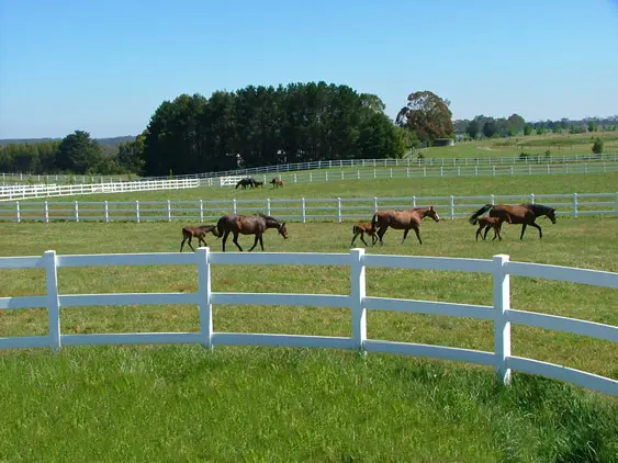 Factory Directly Supply Long Longevity Vinyl PVC Fencing Panels Horse Fence