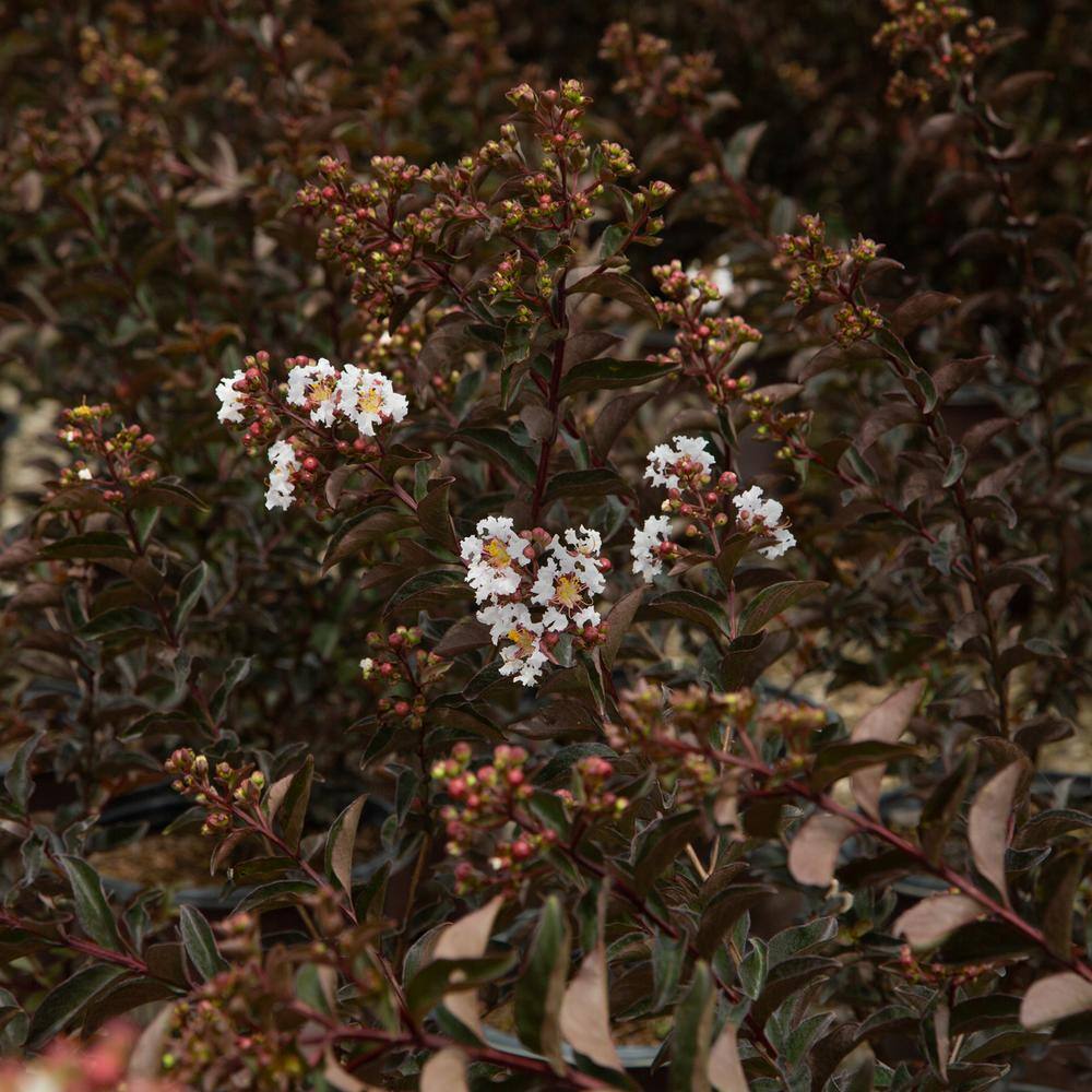 SOUTHERN LIVING 2 Gal. Delta Moonlight Crape Myrtle Live Deciduous ShrubTree Burgundy Foliage  White Blooming 37742