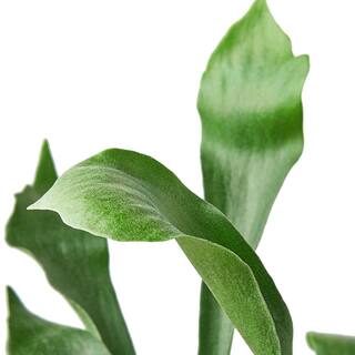 Staghorn (Fern) Plant in 6 in. Grower Pot 6_FERN_STAGHORN