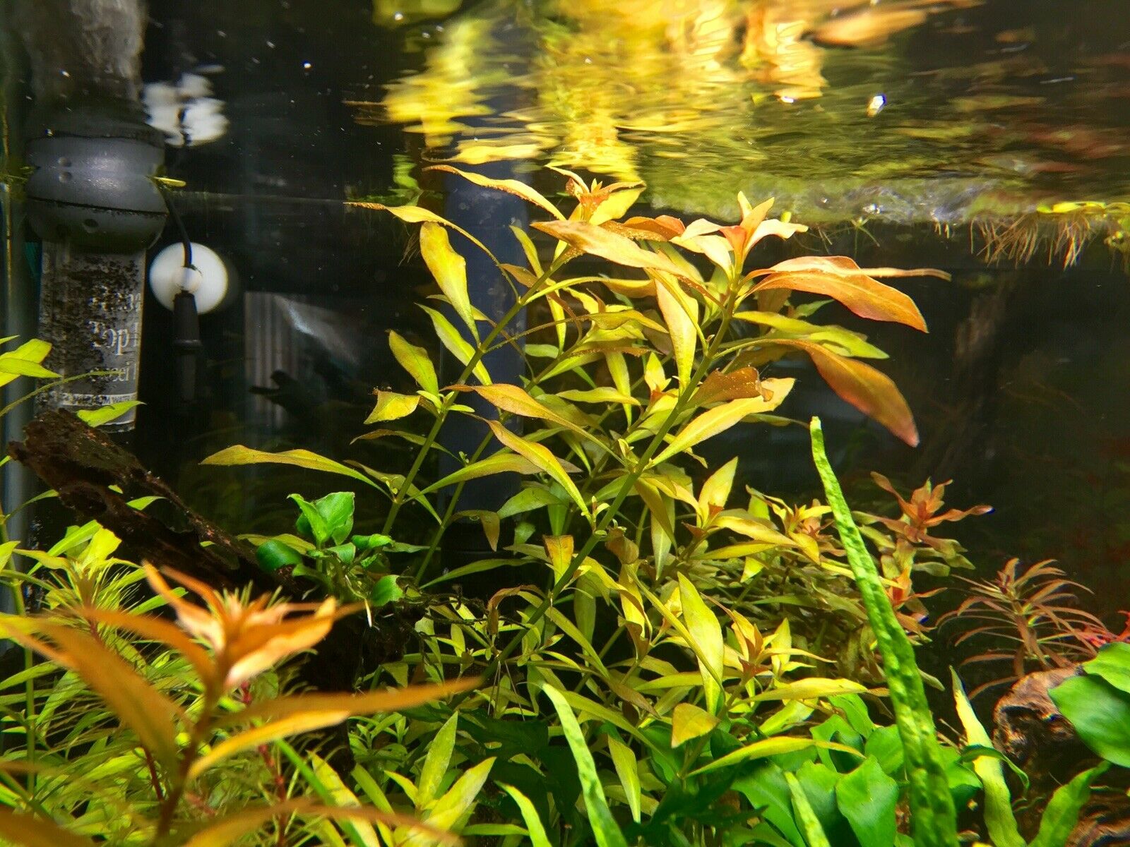 Vietnamese Rotala (Vietnam Hr'a) Bunch Live Aquarium Plants BUY2 GET1 FREE