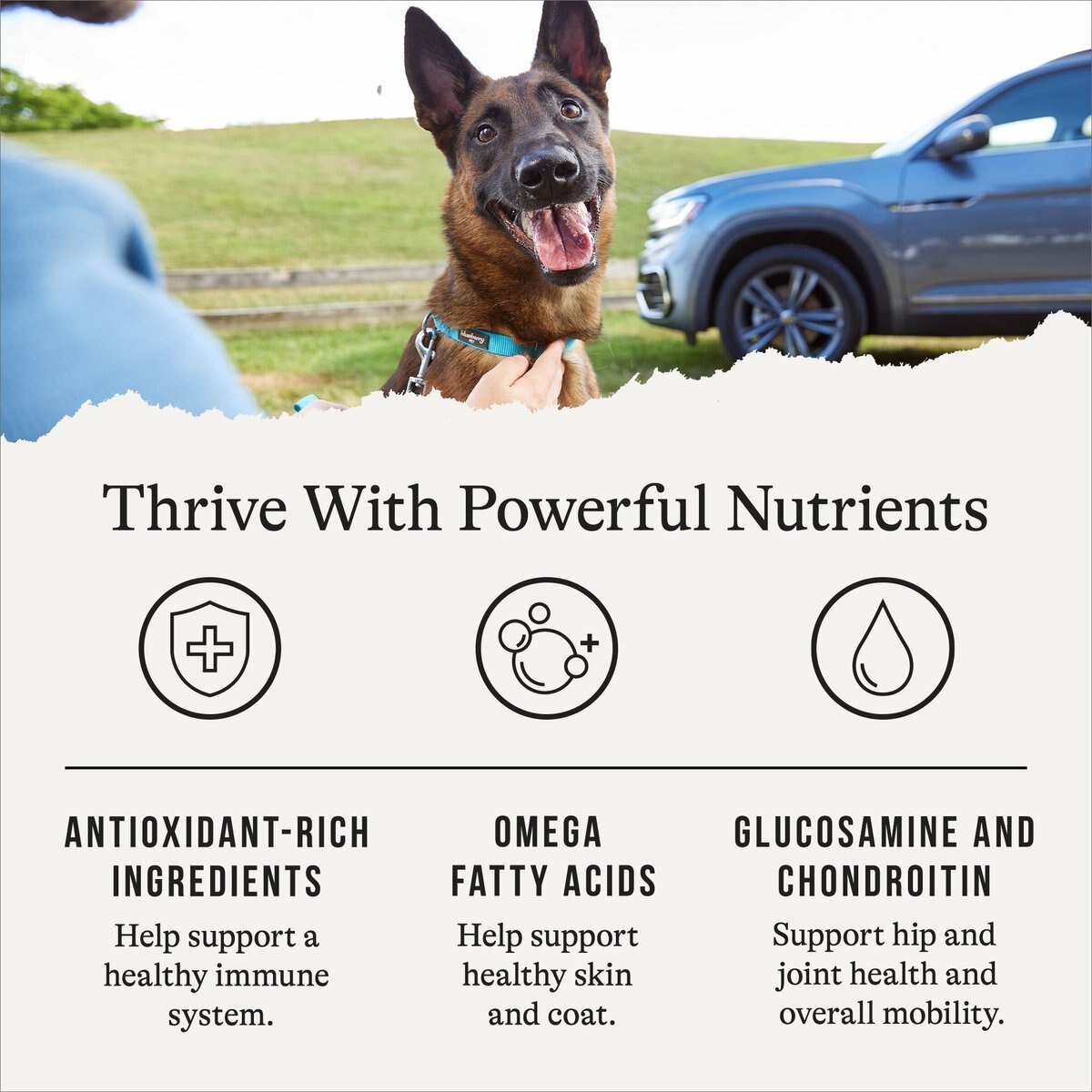 American Journey Protein and Grains Senior Salmon， Brown Rice and Vegetables Recipe Dry Dog Food