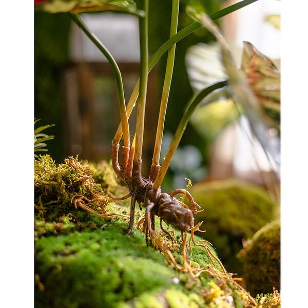 RusticReach Faux Rooted Bunch Alocasia 19 Tall