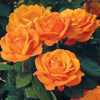 Gardens Alive! Good As Gold Hybrid Tea Rose Dormant Bare Root Plant (1-Pack) 85031